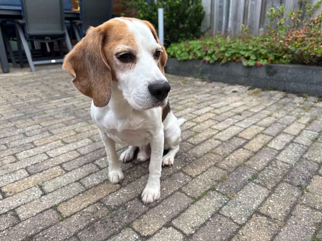 Benji
