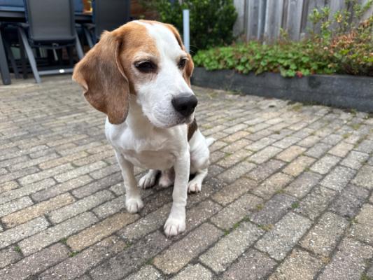 Benji