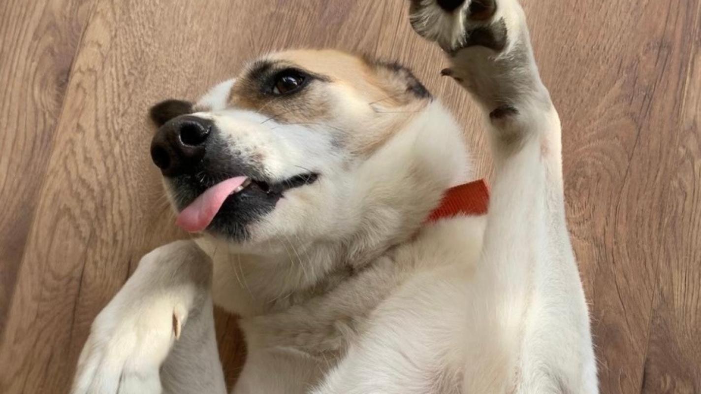 Roro