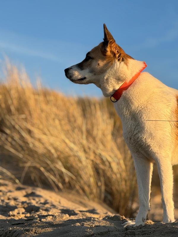 Roro