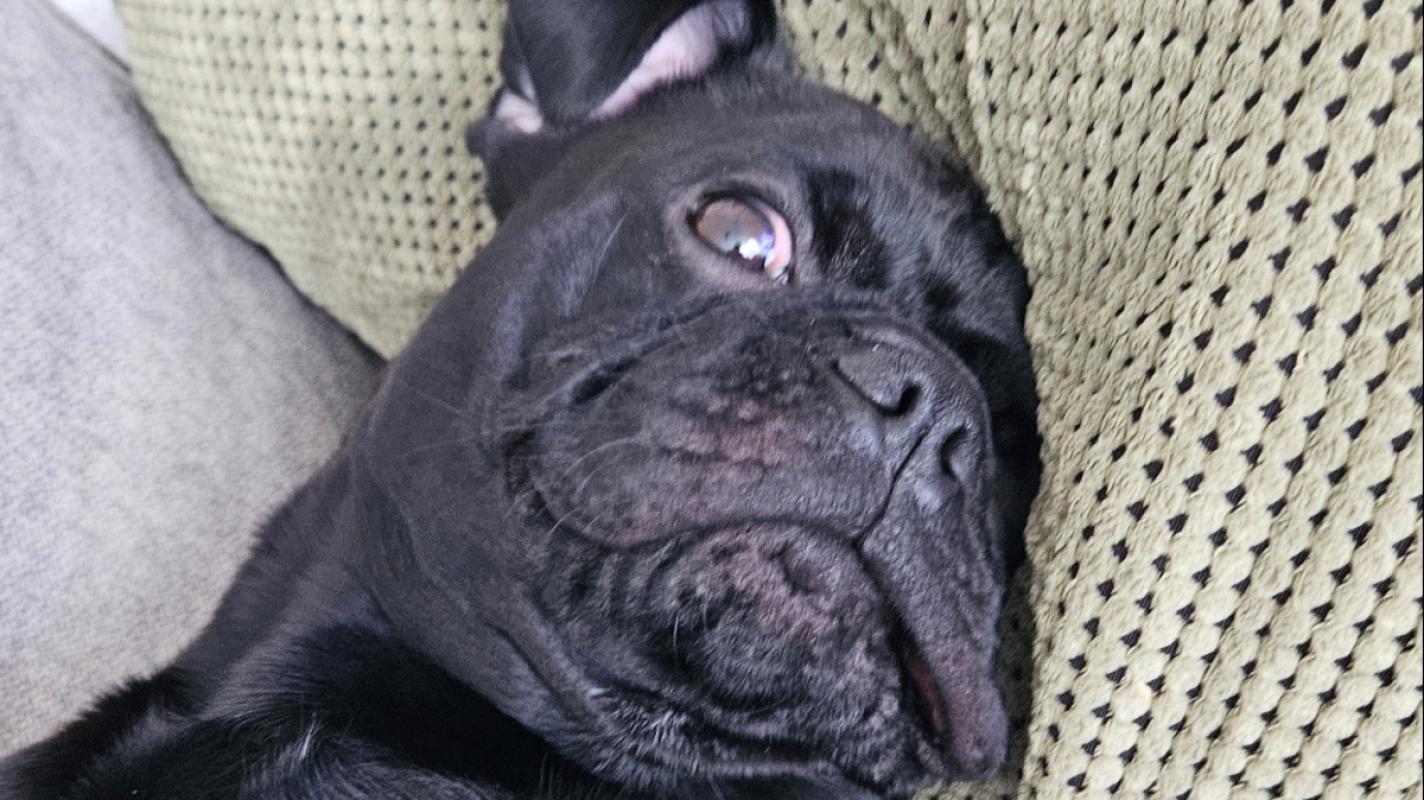 Bruno