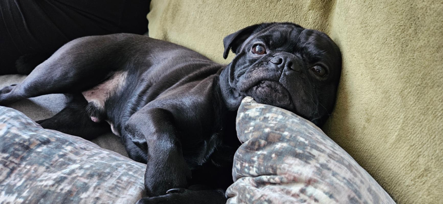 Bruno