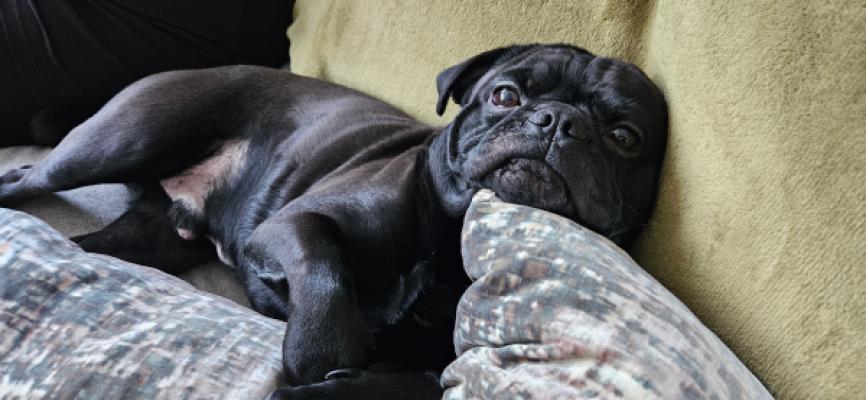 Bruno