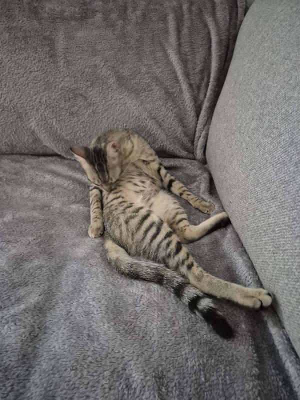Tiny Tina