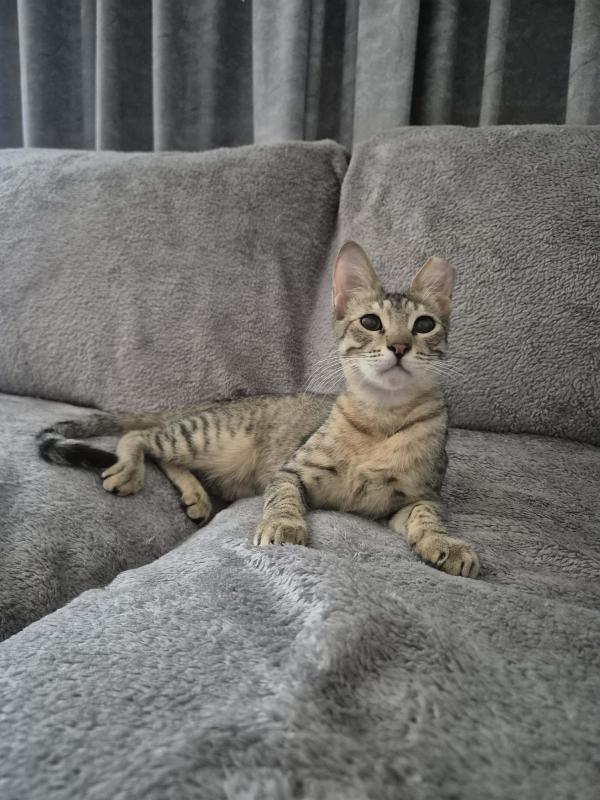 Tiny Tina