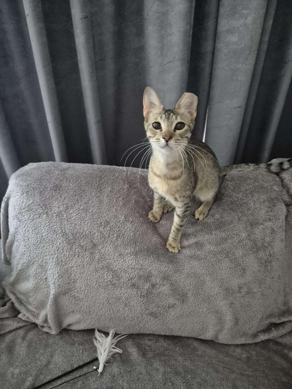 Tiny Tina