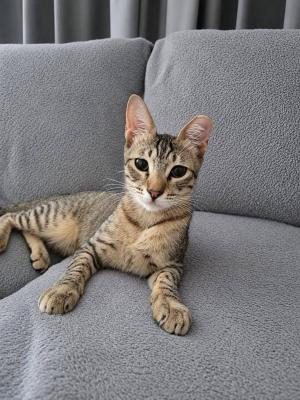 Tiny Tina