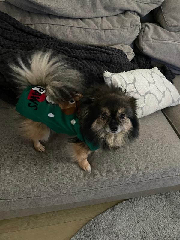 Teddy