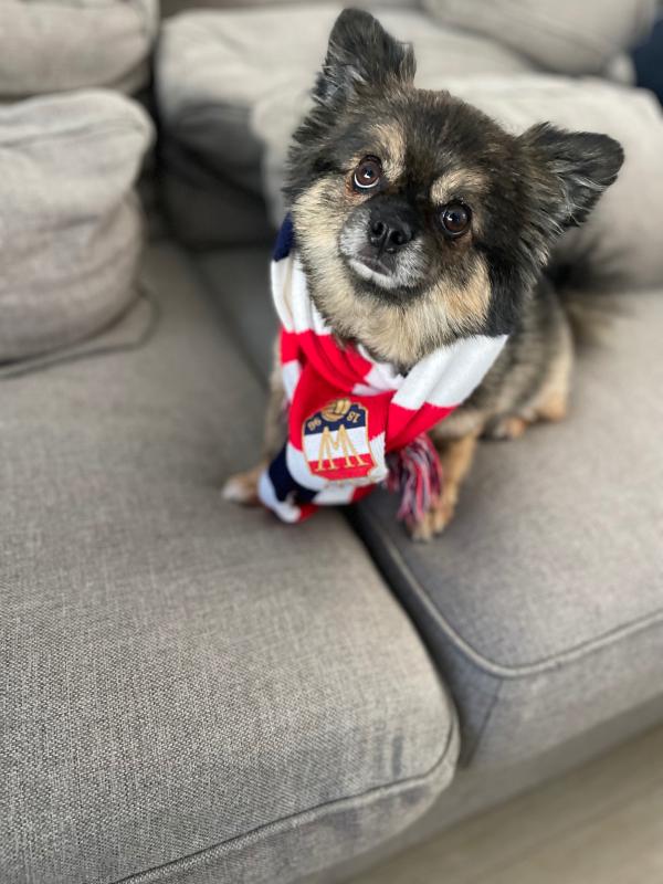 Teddy