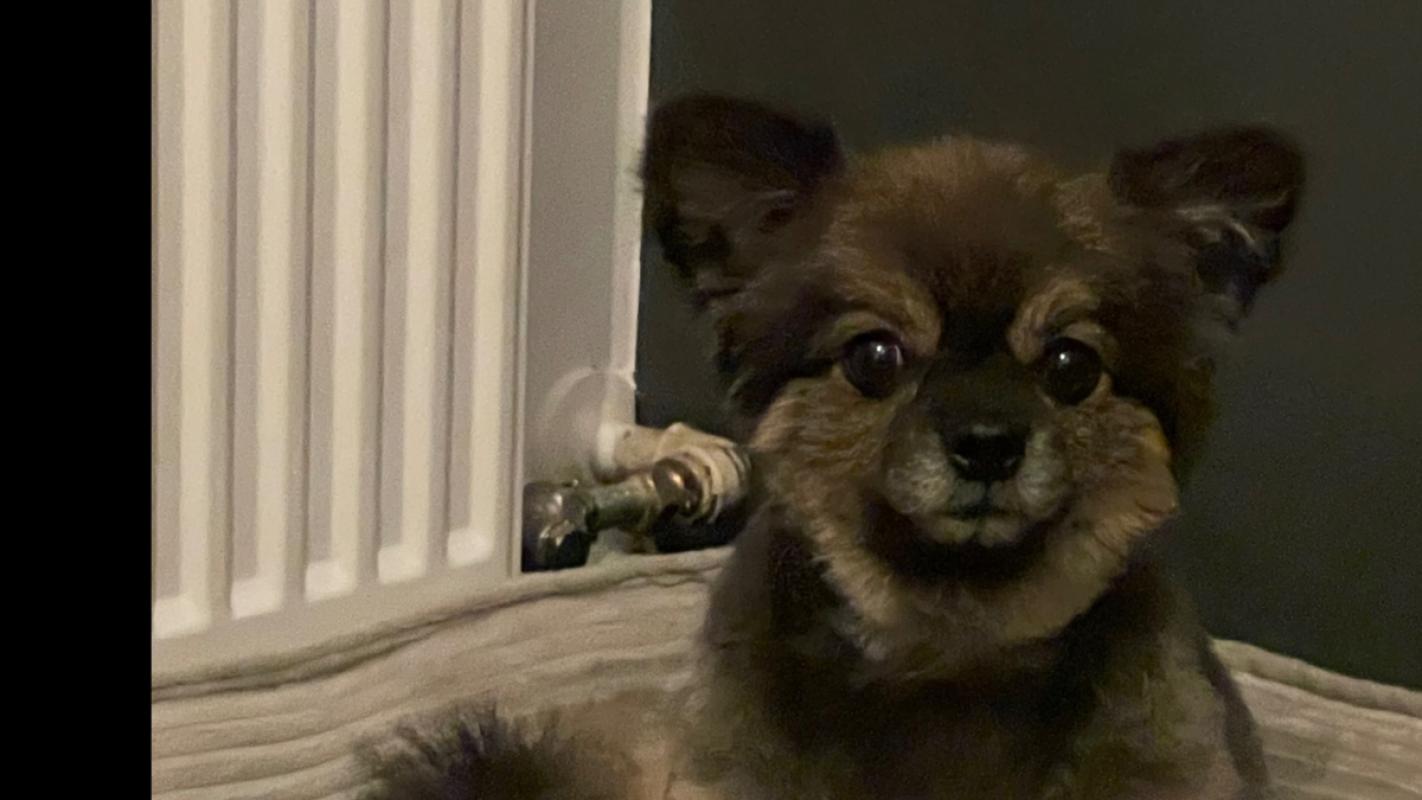 Teddy