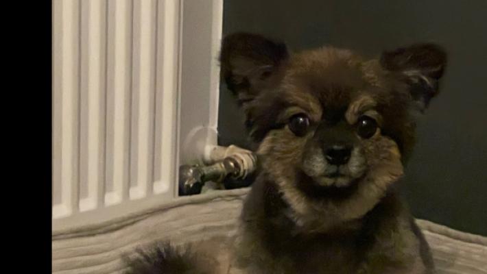 Teddy