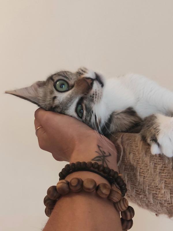Kobu