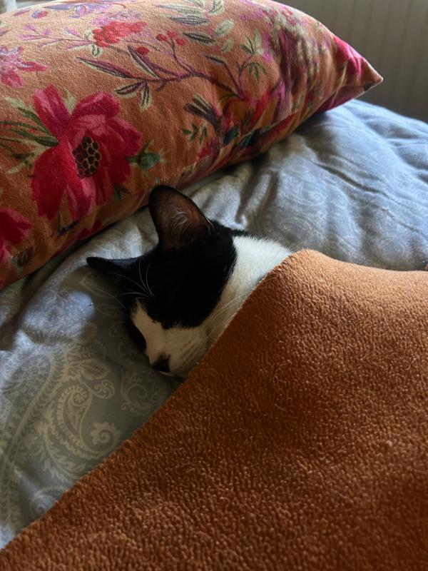 Benji