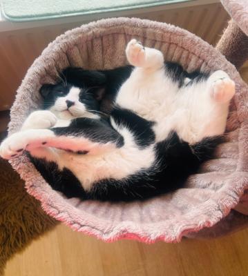 Benji