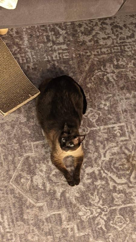 Coco