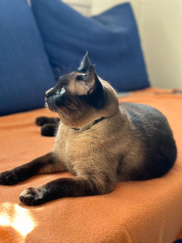 Coco