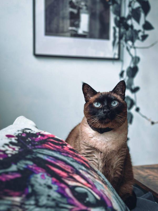 Coco
