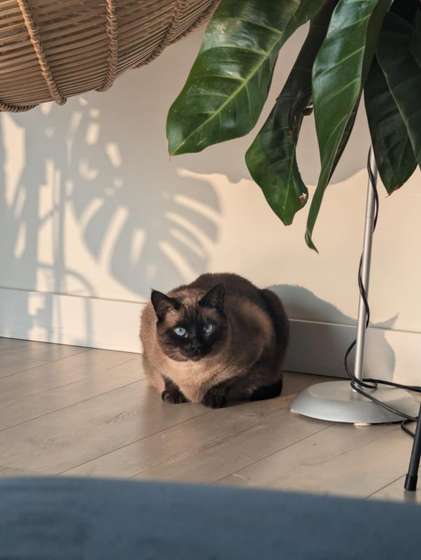 Coco