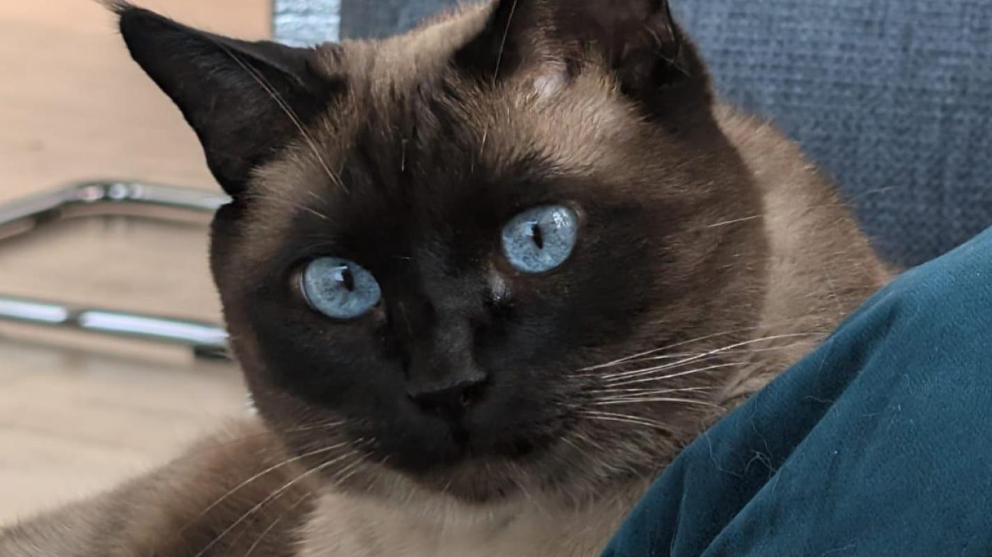 Coco
