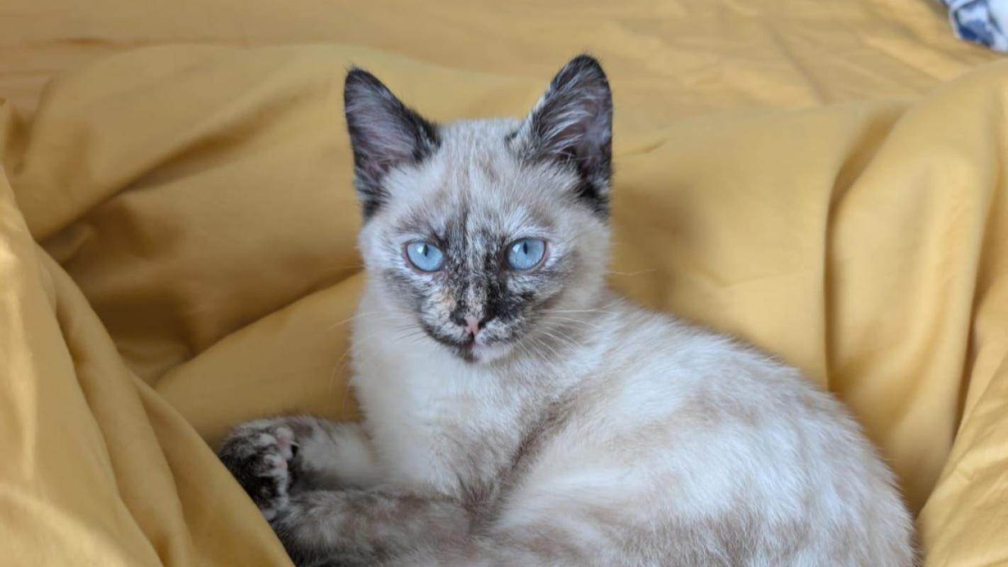 Blanca