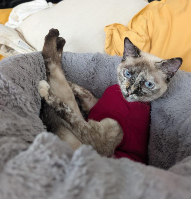 Blanca