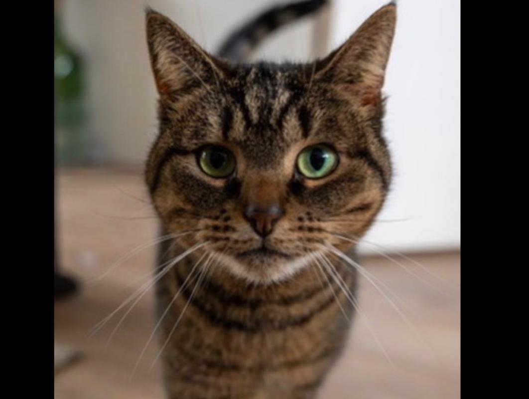 Boefje