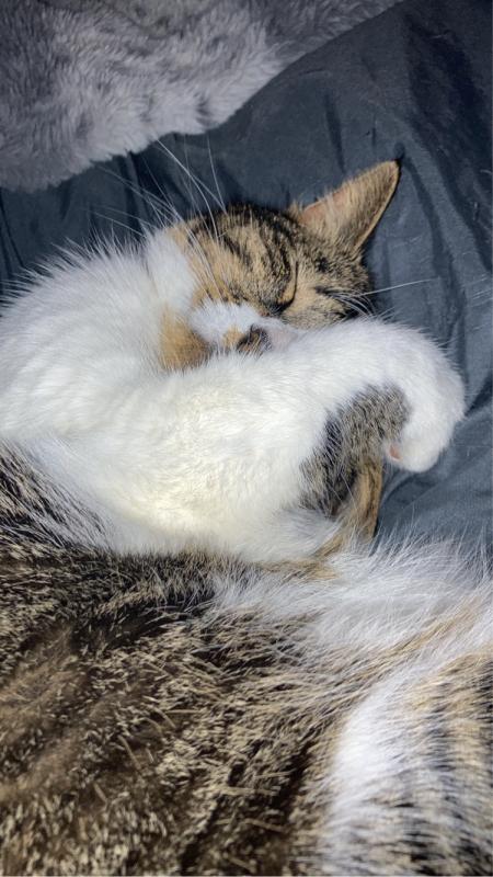 Mimi