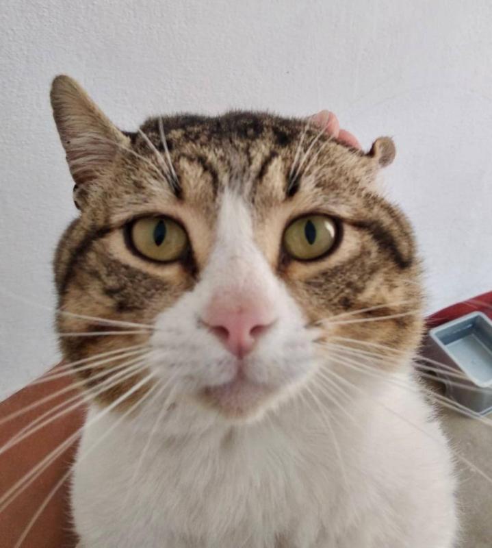 Dorian