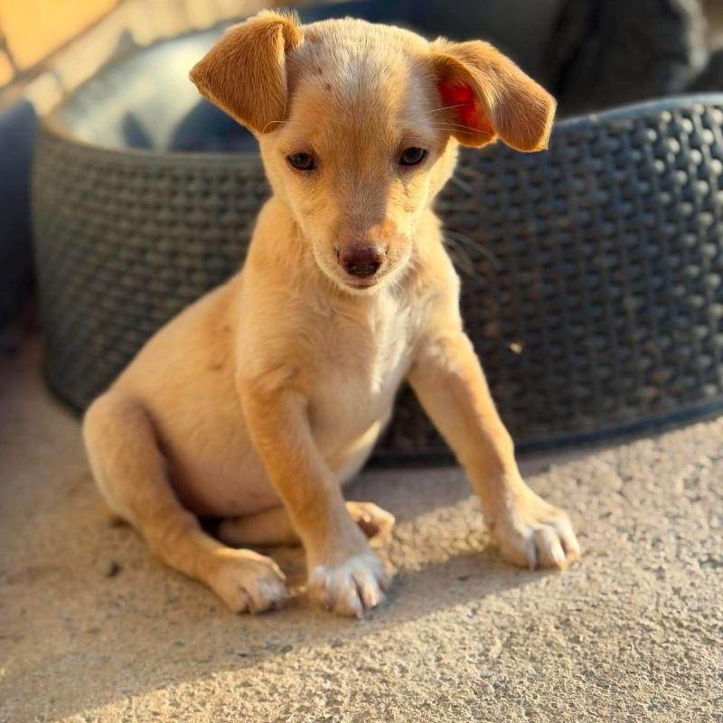 Sadie