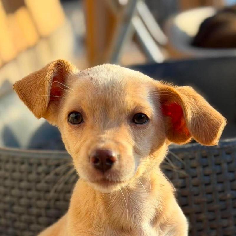 Sadie