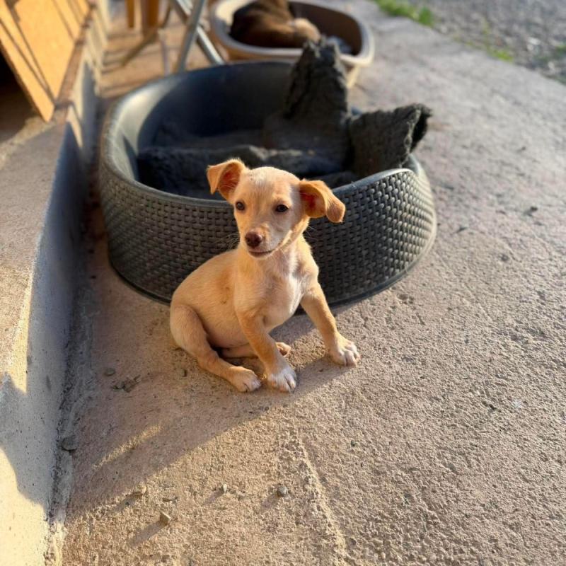 Sadie