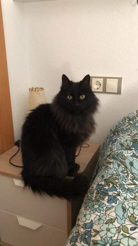 Pompon