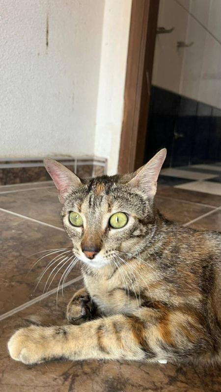 Suri