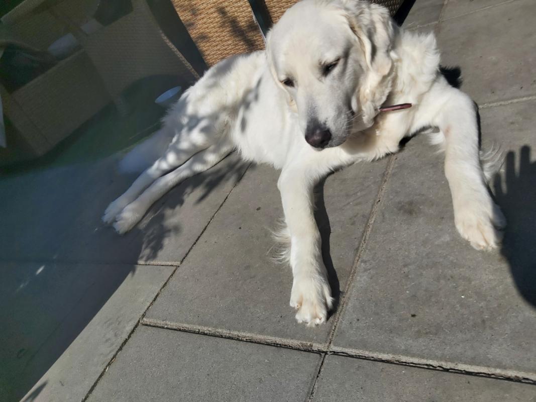 Bella