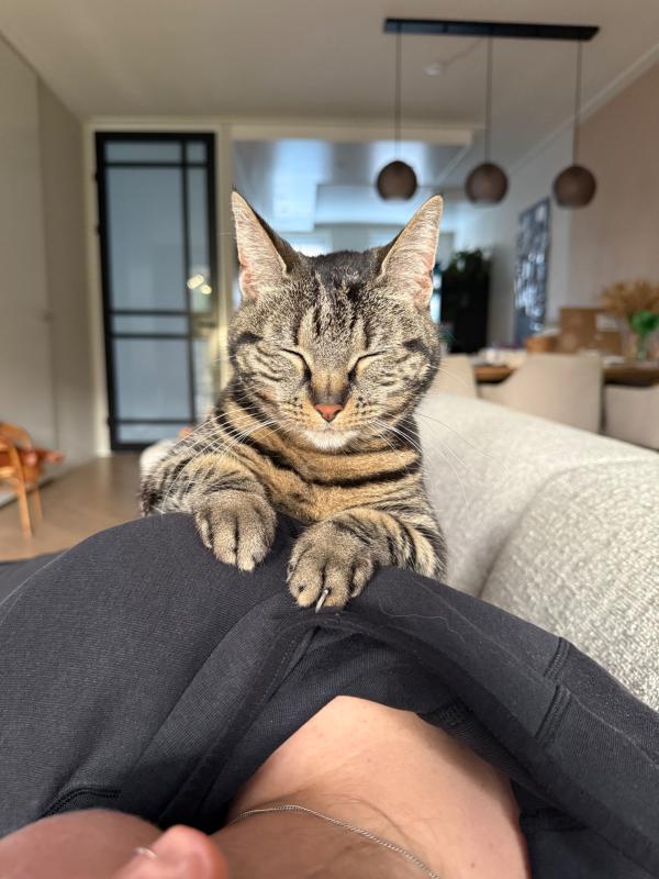 Puk
