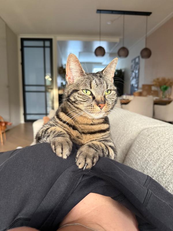 Puk