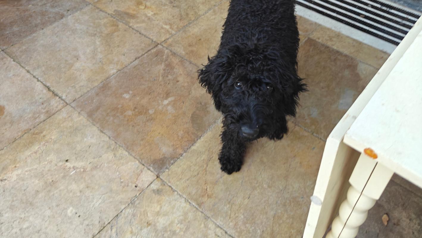 Zoey