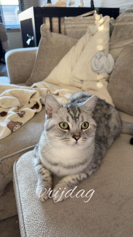 Mimi