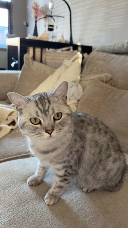 Mimi