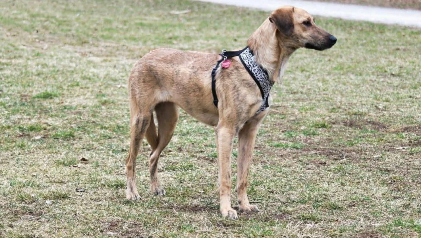 Nala