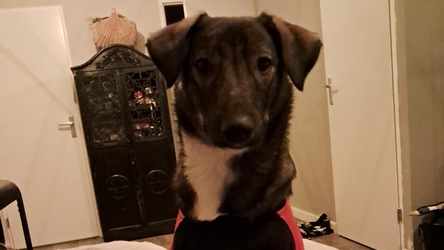 Arlo