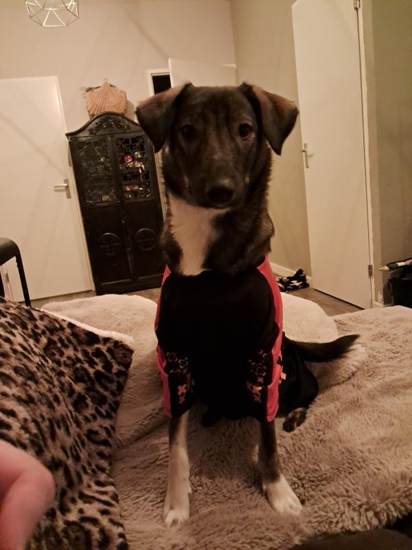 Arlo