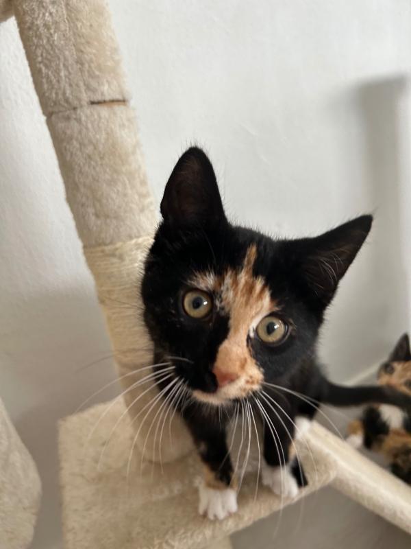 Yuki