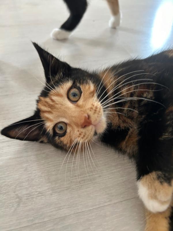 Mochi
