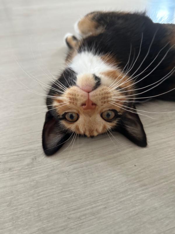 Mochi