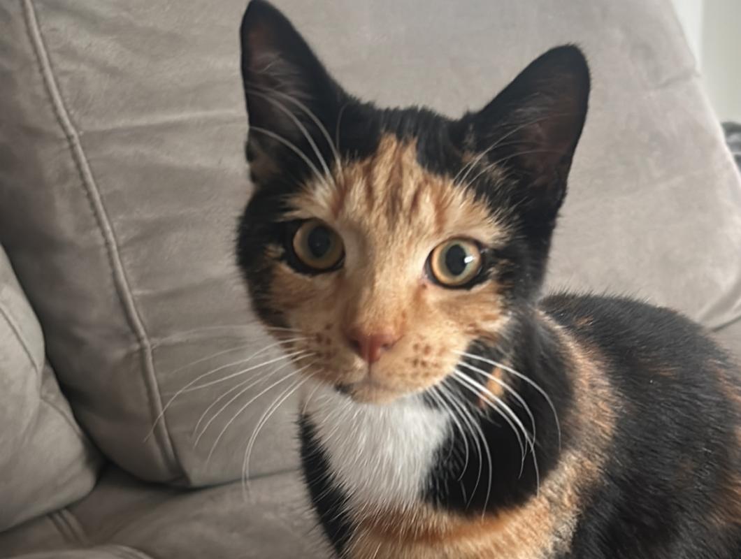 Mochi