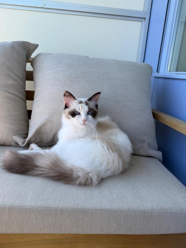 Pamuk