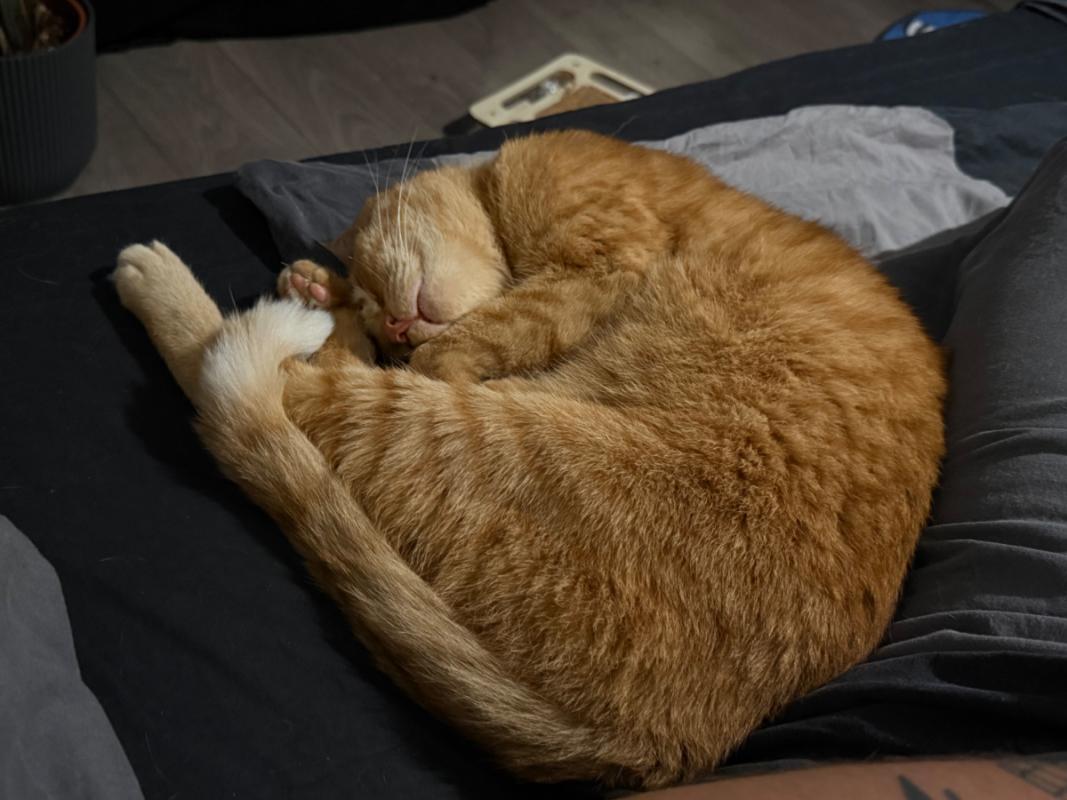 Mylo
