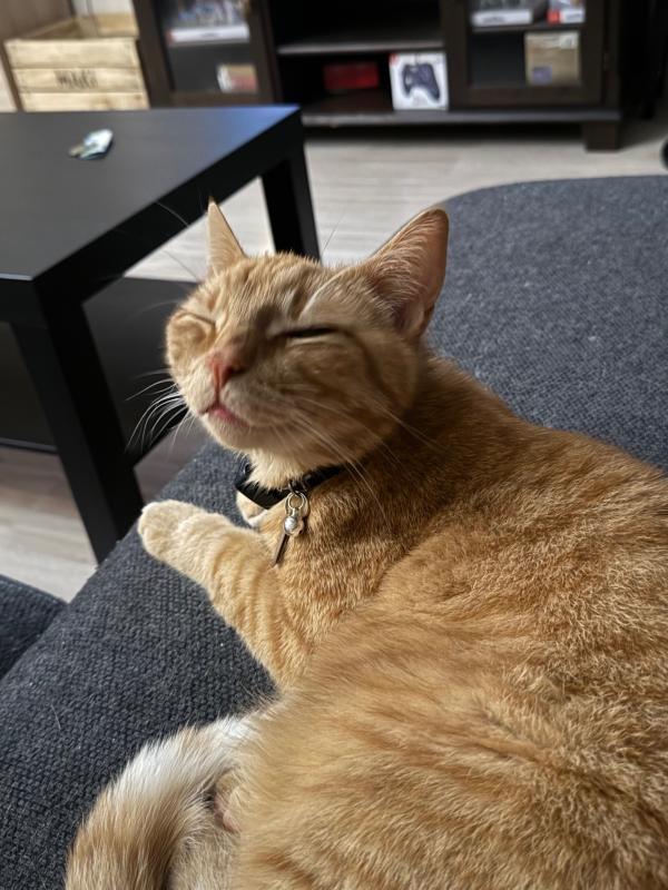 Mylo