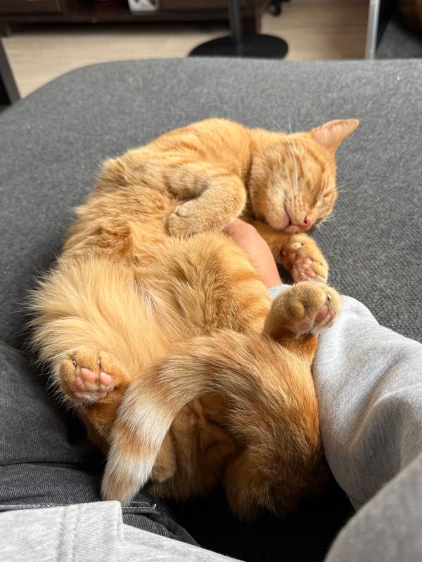 Mylo